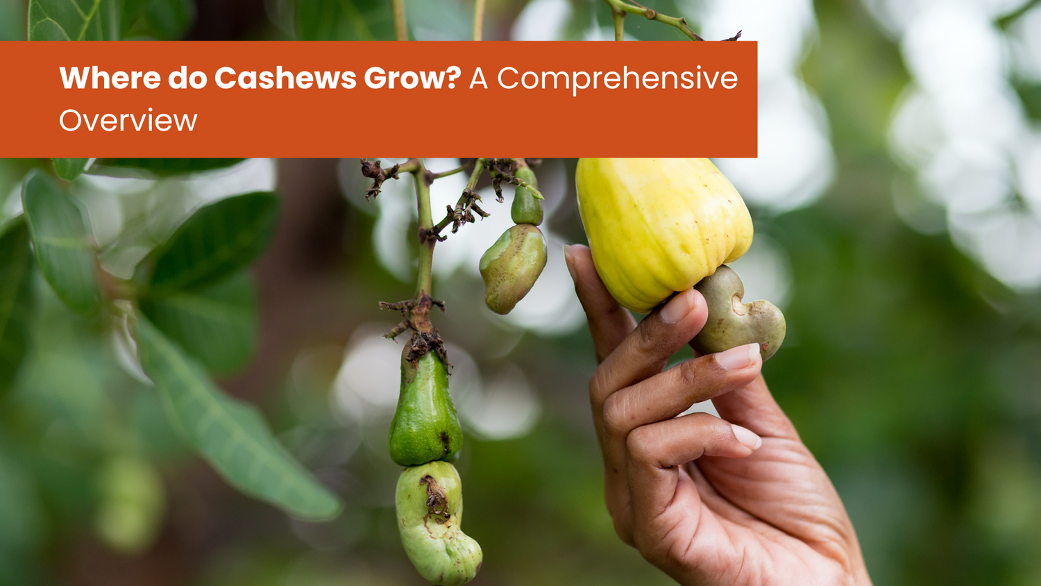 Where do Cashews Grow? A Comprehensive Overview