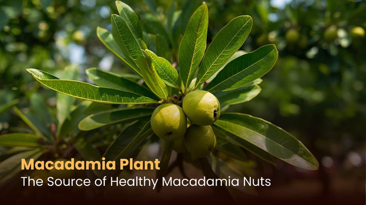 Macadamia Plant: The Source of Healthy Macadamia Nuts