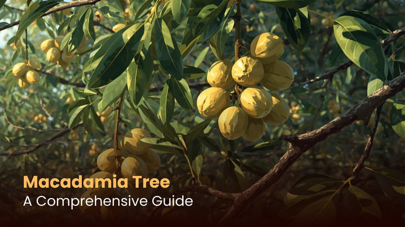 Macadamia Tree: A Comprehensive Guide